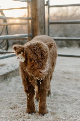 Bottle Feed the Bougie Babies